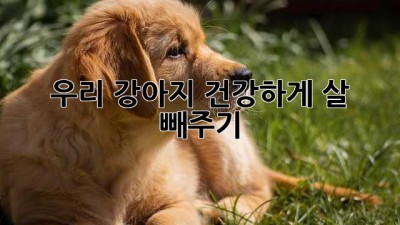 우리 강아지, 건강하게 살 빼주기🐶